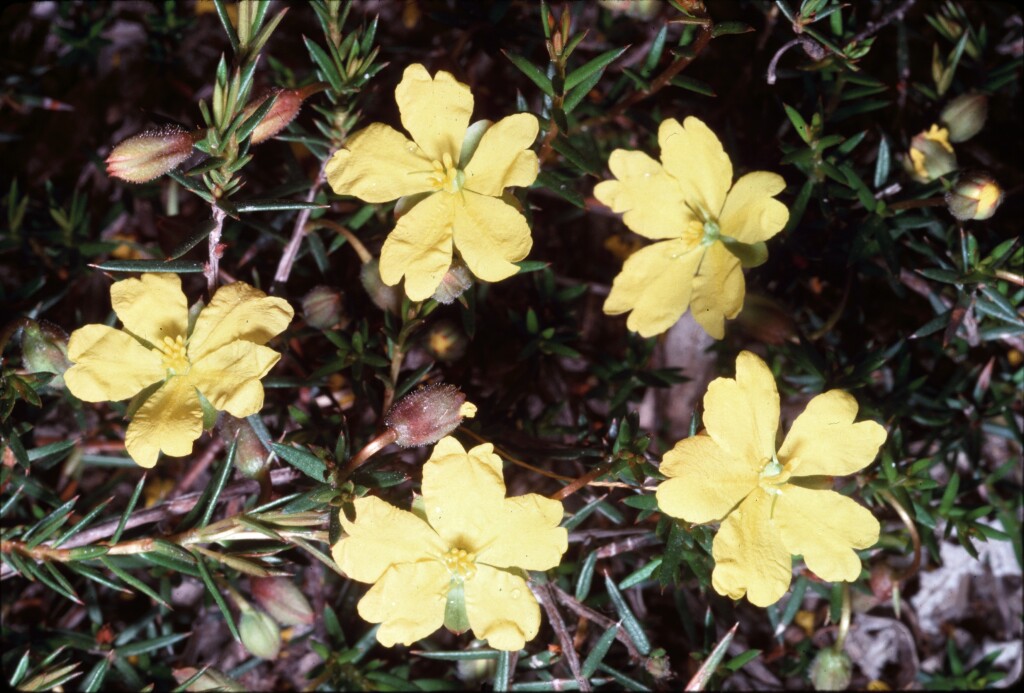 Hibbertia acicularis (hero image)