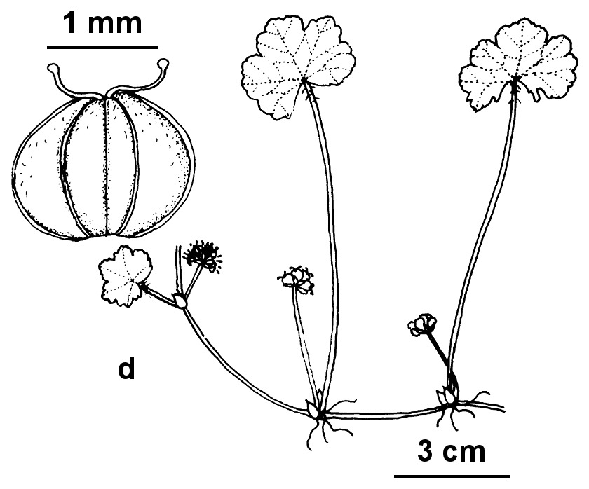 Hydrocotyle sibthorpioides (hero image)