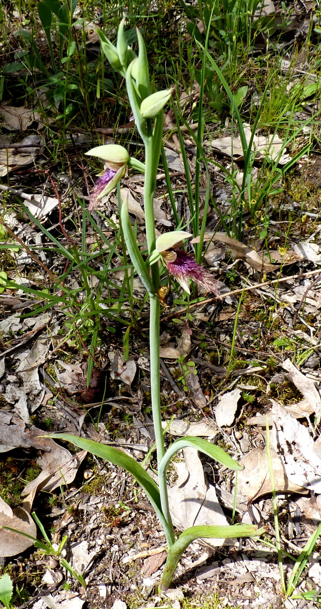 Calochilus robertsonii (hero image)