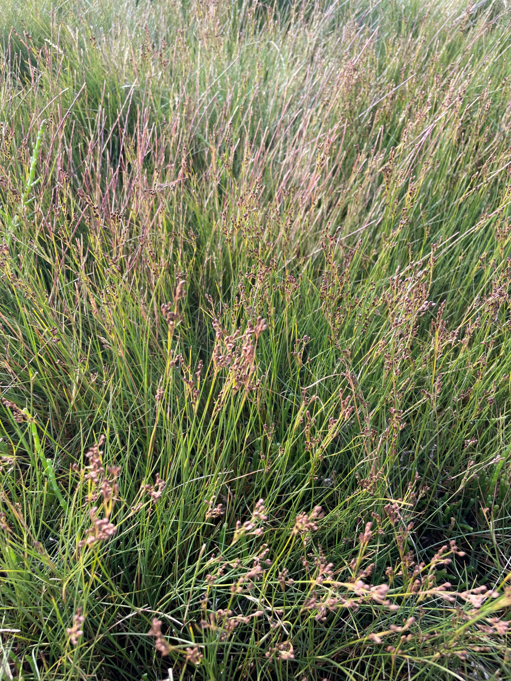 Juncus gerardii subsp. gerardii (hero image)