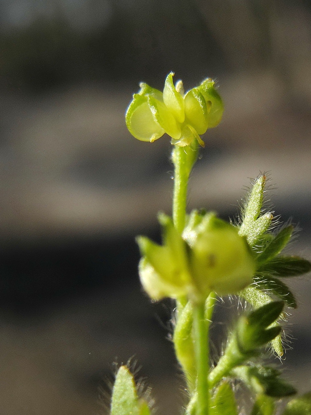 Ranunculus pumilio var. politus (hero image)