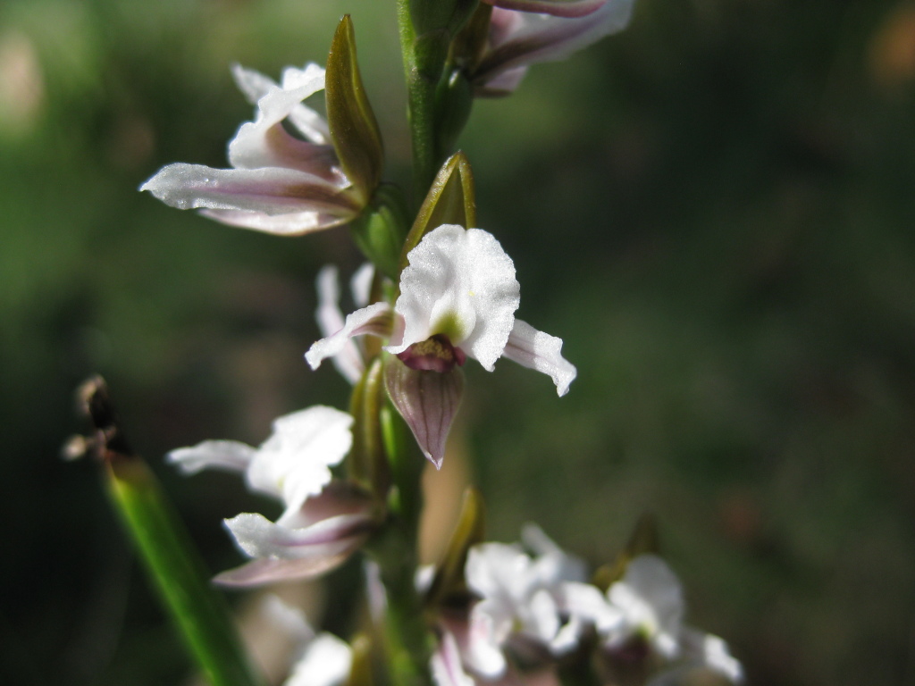 Prasophyllum suttonii (hero image)