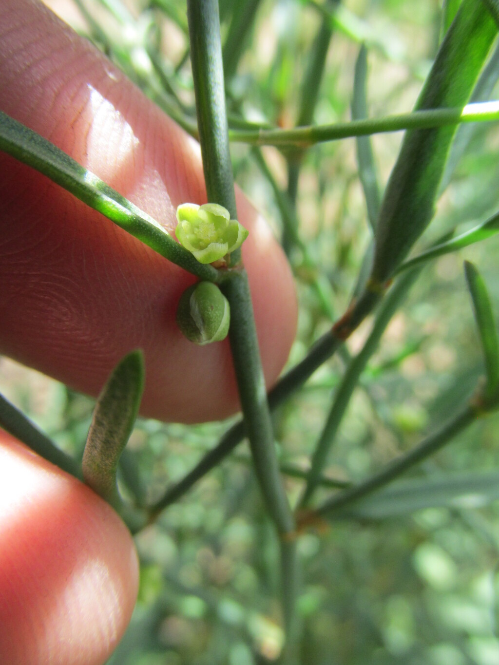 Polygonaceae (hero image)