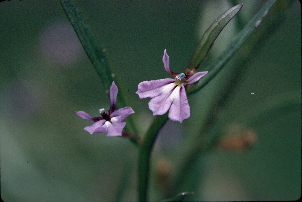 Lobelia anceps (hero image)