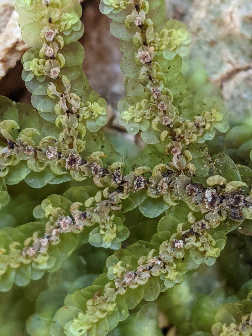 Frullania spinigastria (hero image)