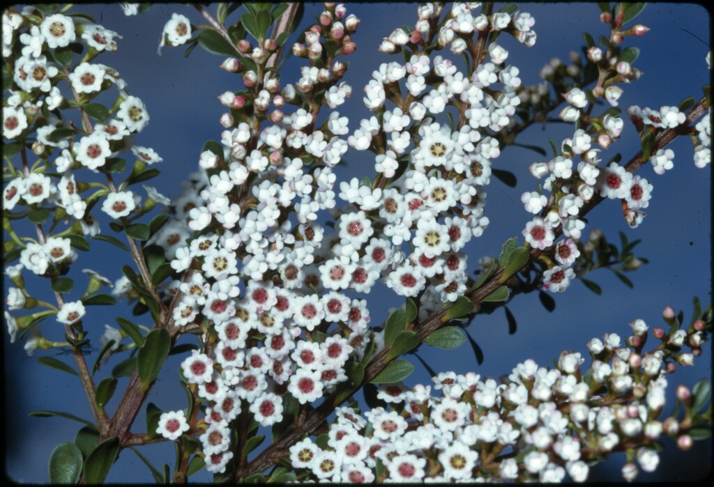 Thryptomene (hero image)