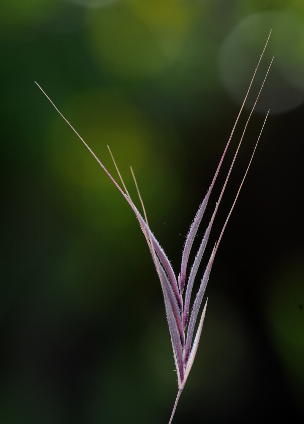 Bromus madritensis (hero image)