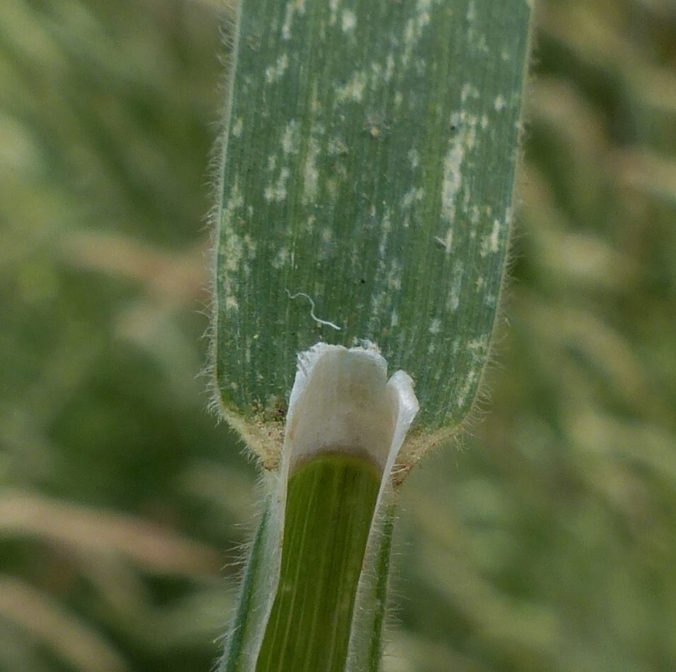 Phalaris aquatica (hero image)