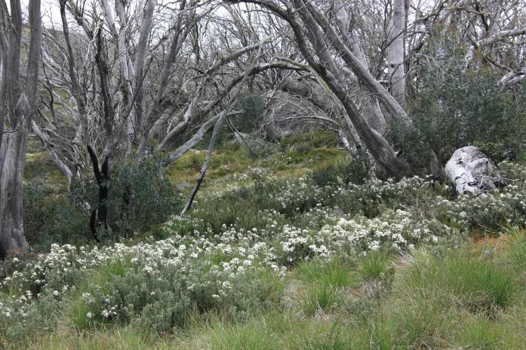 Olearia phlogopappa subsp. flavescens (hero image)