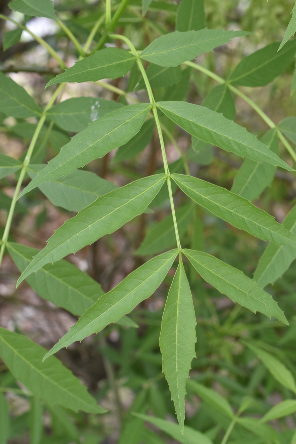 Fraxinus angustifolia (hero image)