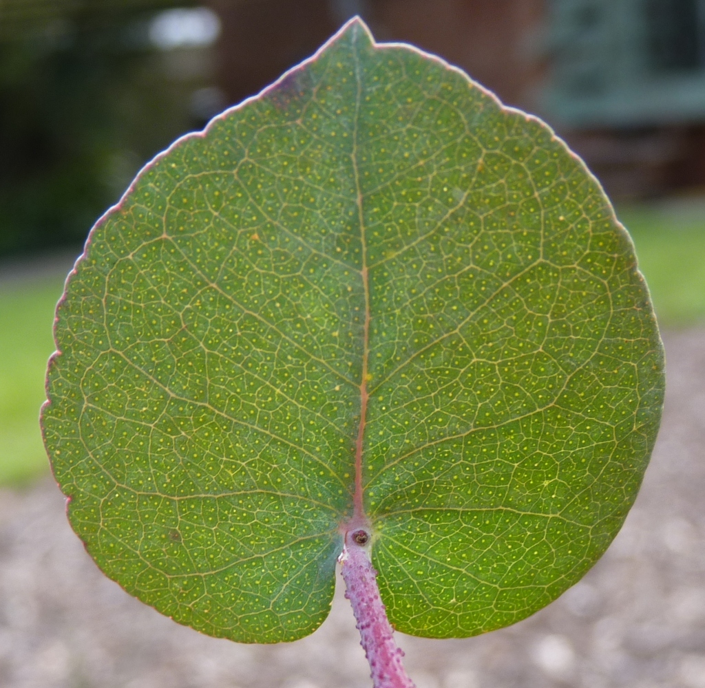 Eucalyptus bridgesiana (hero image)