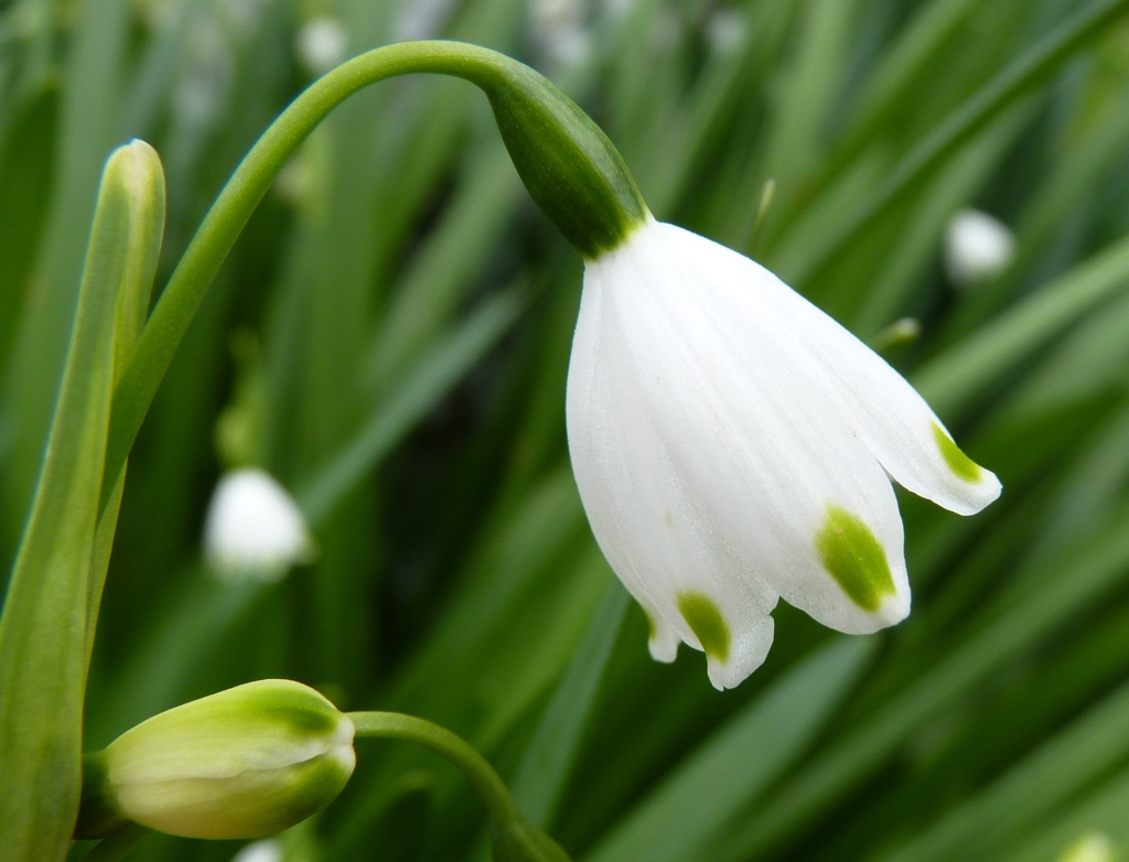 Leucojum aestivum (hero image)