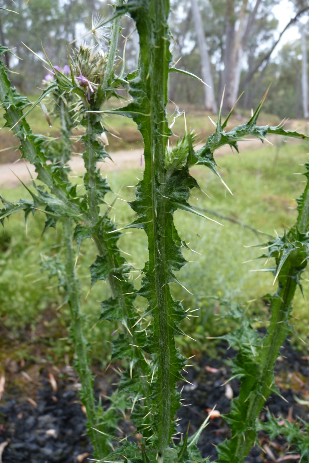 Carduus tenuiflorus (hero image)