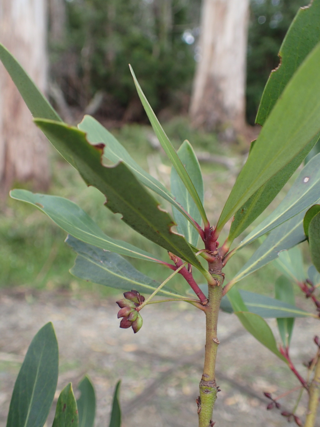 Tasmannia xerophila (hero image)