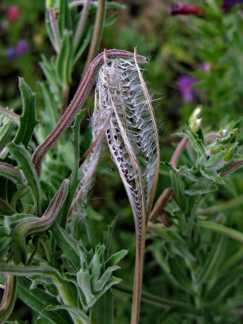 Epilobium billardiereanum (hero image)