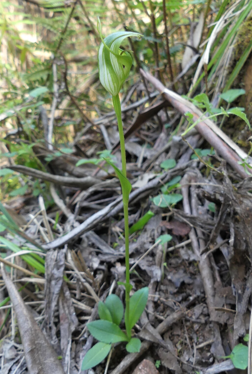 Pterostylis monticola (hero image)