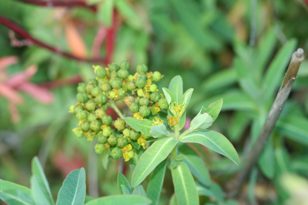 Euphorbia oblongata (hero image)