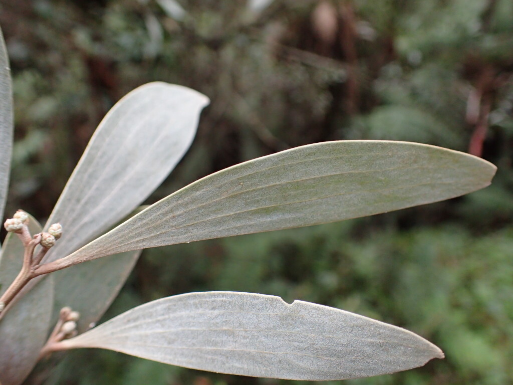 Acacia frigescens (hero image)