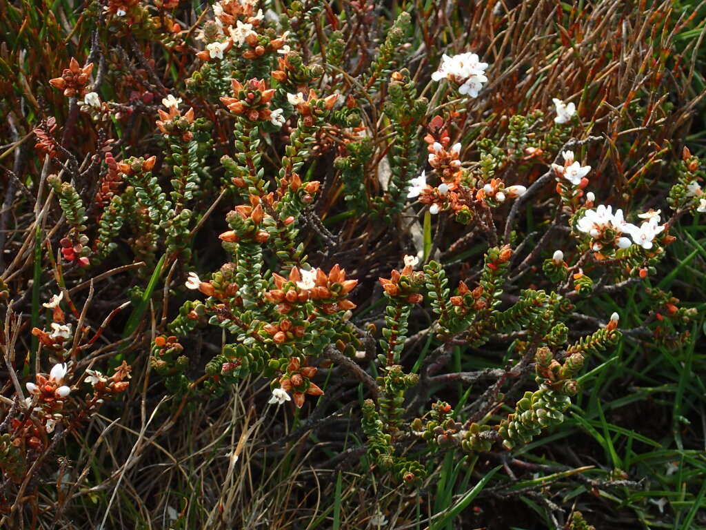 Epacris glacialis (hero image)