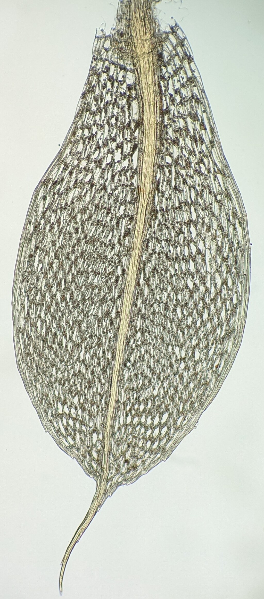 Ptychostomum capillare (hero image)