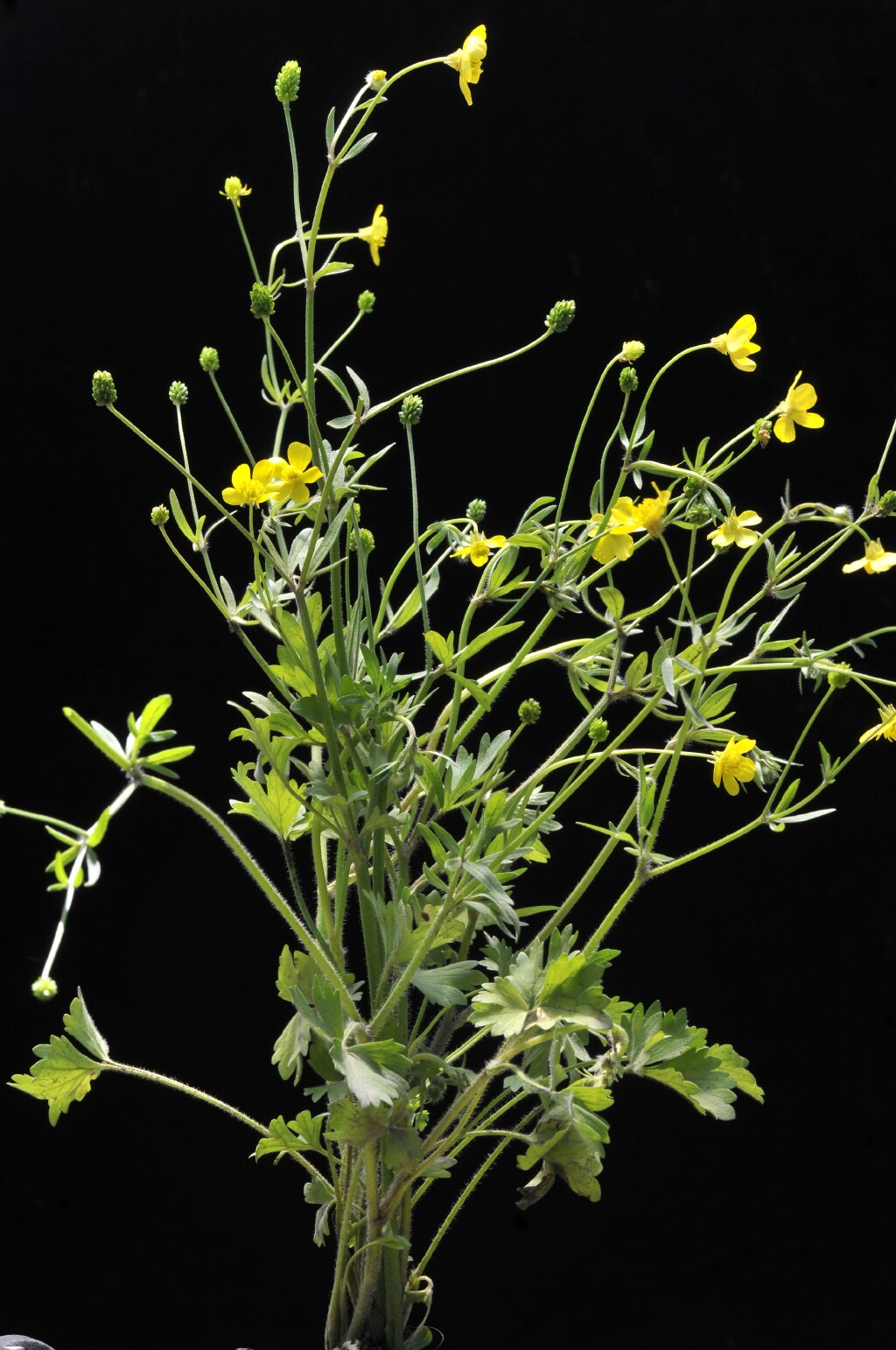 Ranunculus sardous (hero image)