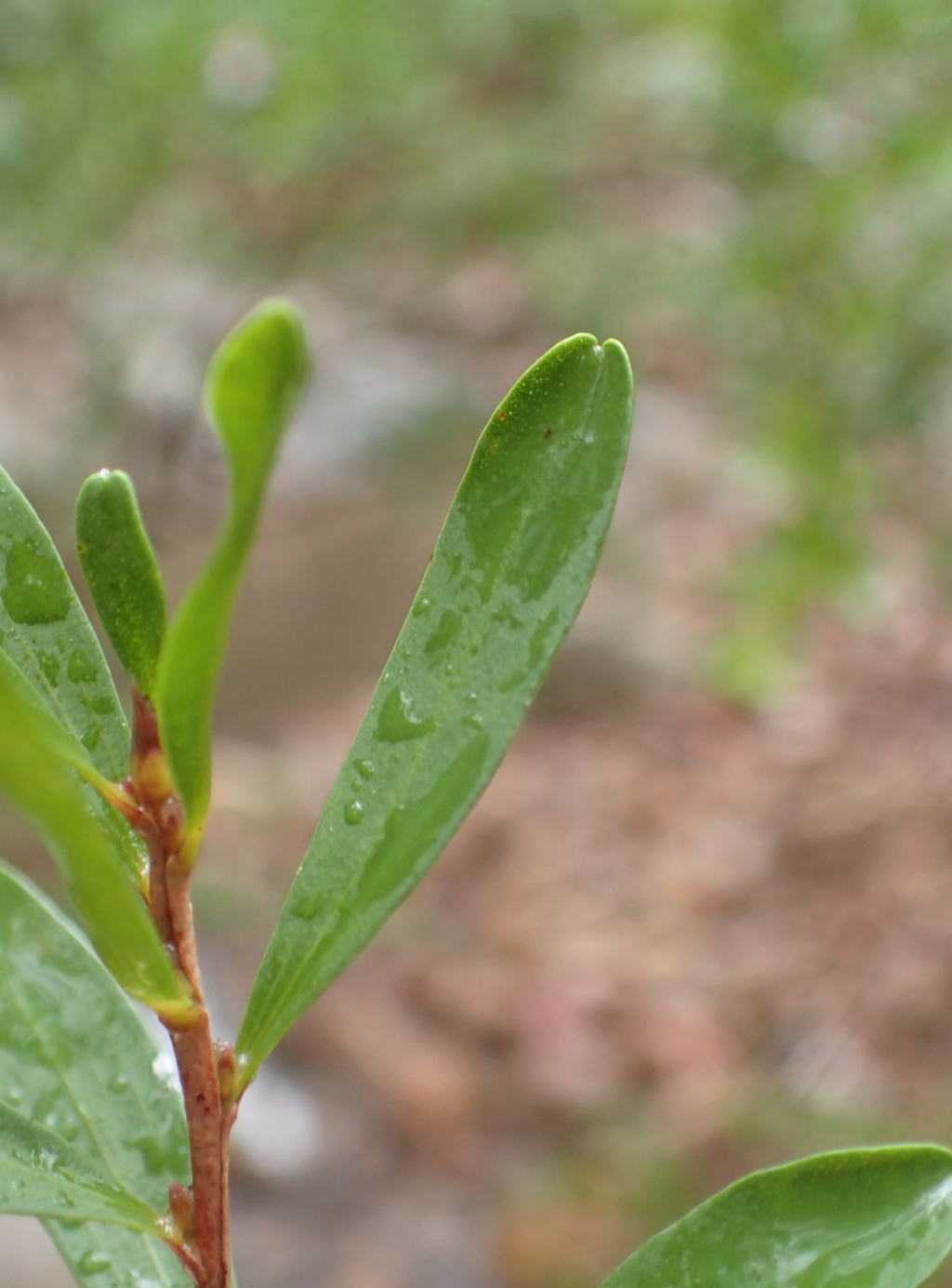 Leptospermum emarginatum (hero image)