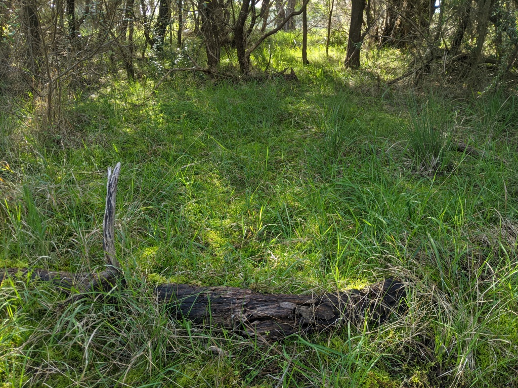 Pseudoscleropodium purum (hero image)