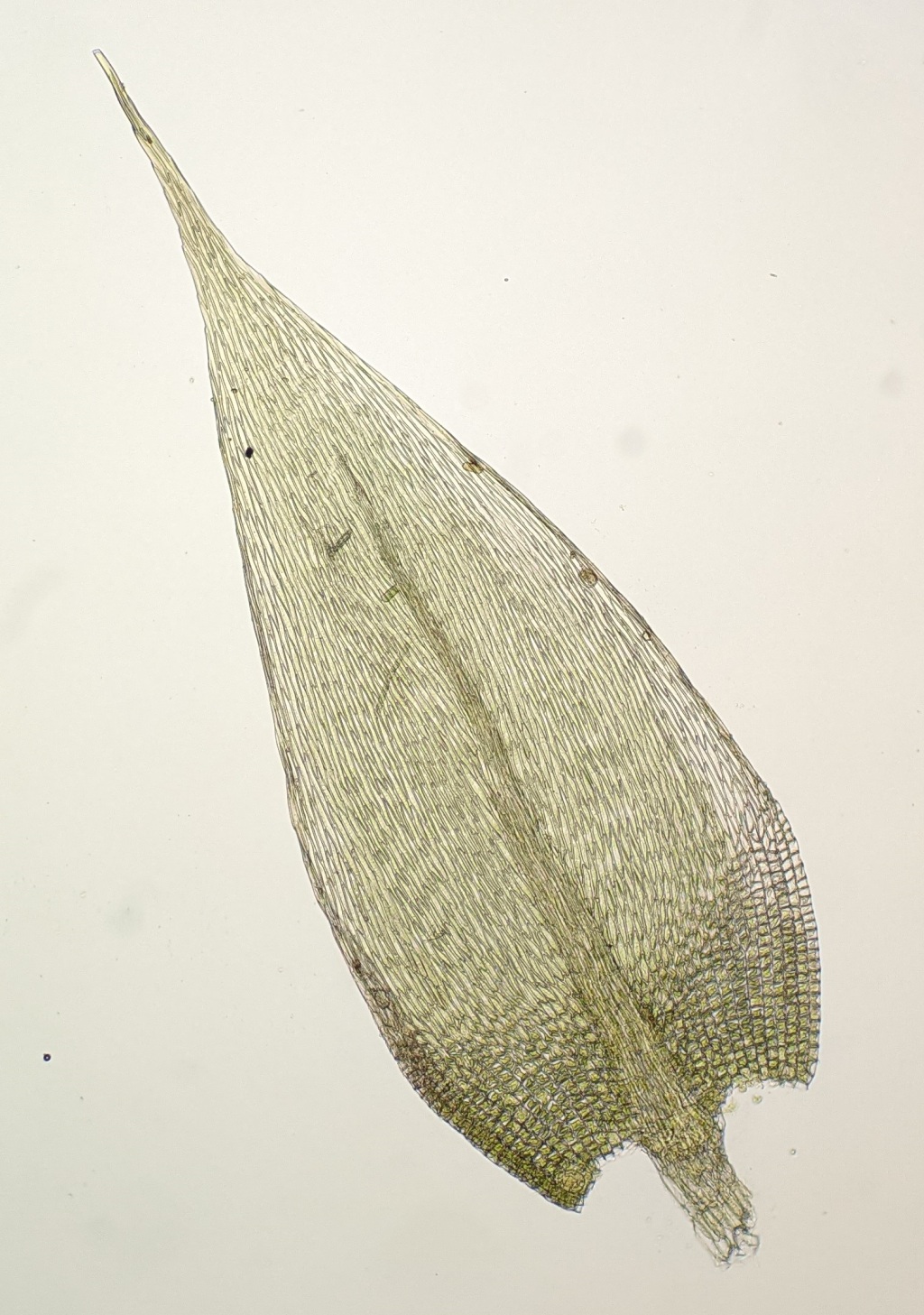 Ischyrodon (hero image)