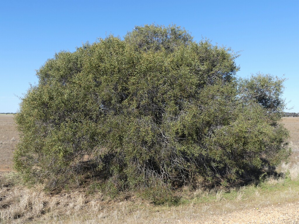 VicFlora: Acacia oswaldii