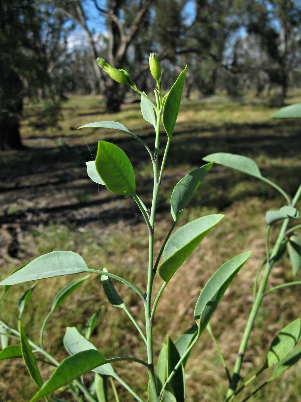 Nicotiana glauca (hero image)