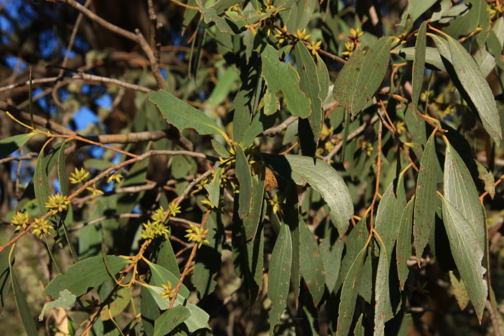 Eucalyptus stellulata (hero image)