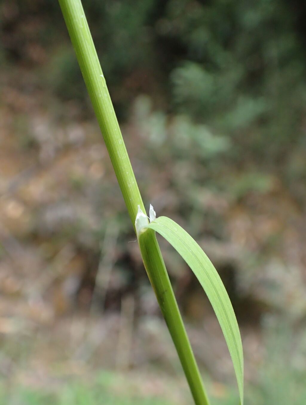 Glyceria fluitans (hero image)