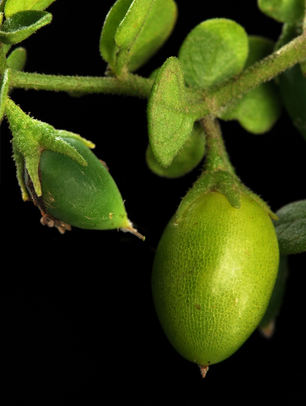 Salpichroa (hero image)