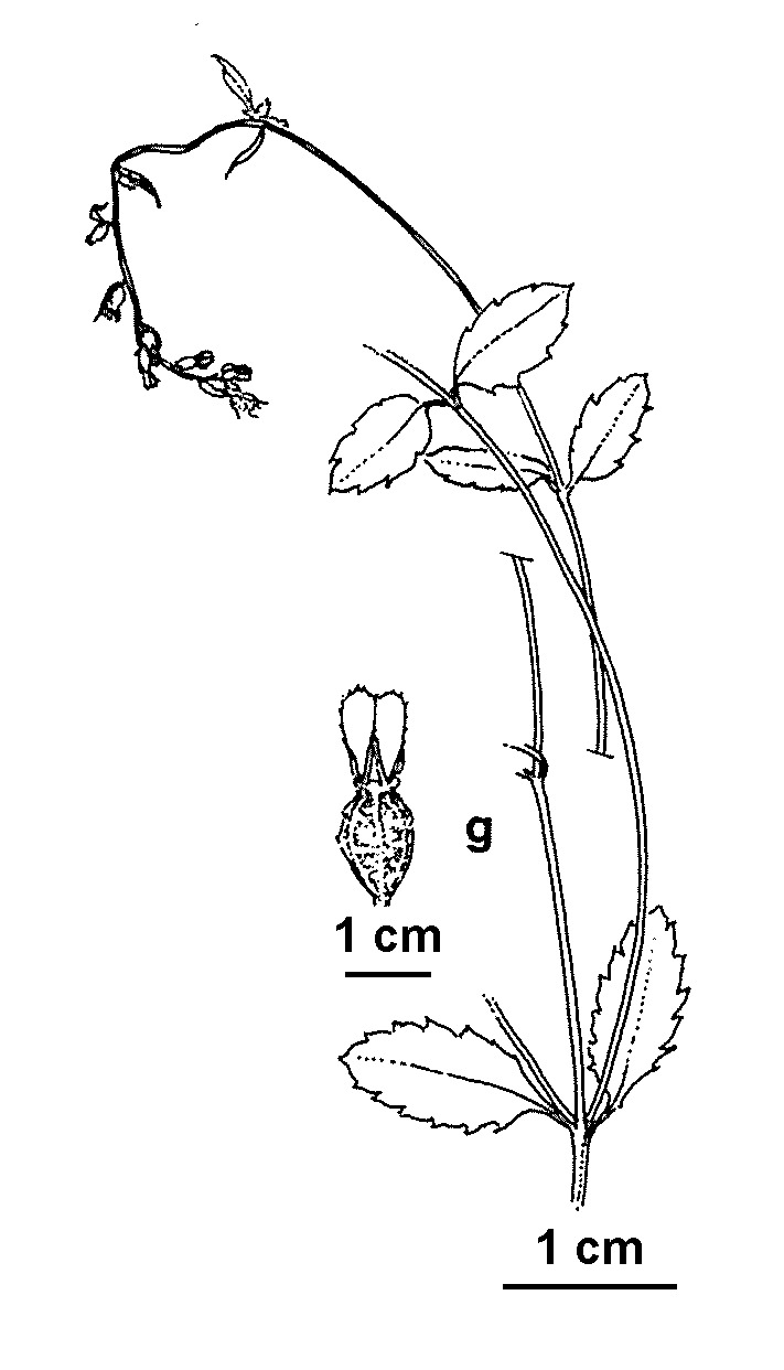 Gonocarpus humilis (hero image)