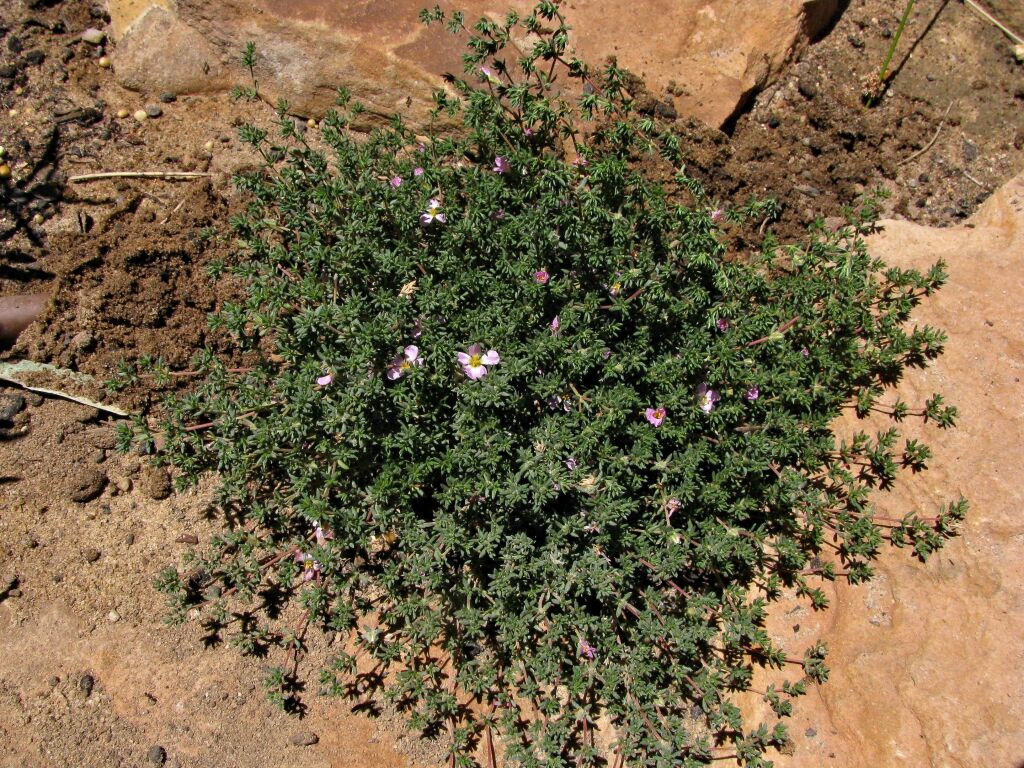 Frankenia pauciflora (hero image)