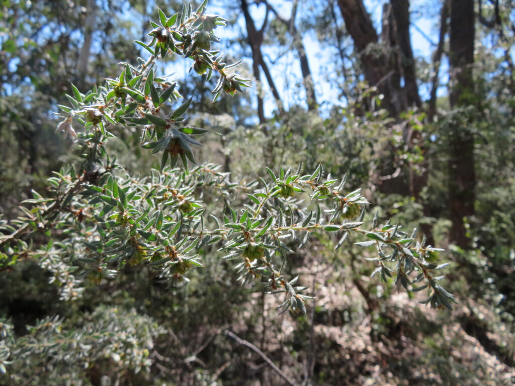 Pultenaea vrolandii (hero image)