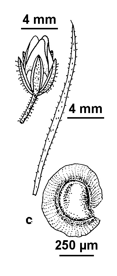 Spergularia villosa (hero image)