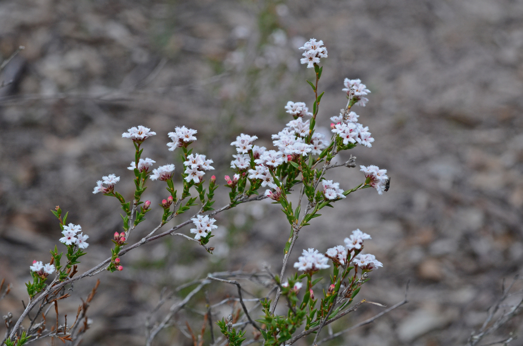 Leucopogon virgatus var. virgatus (hero image)