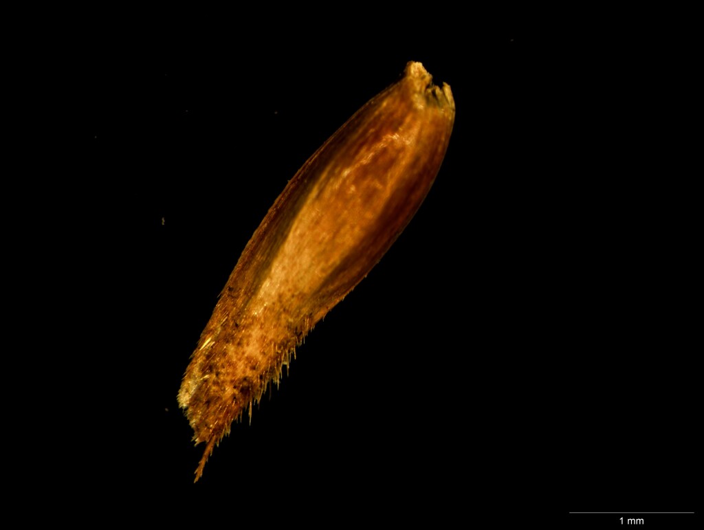 Hierochloe redolens (hero image)