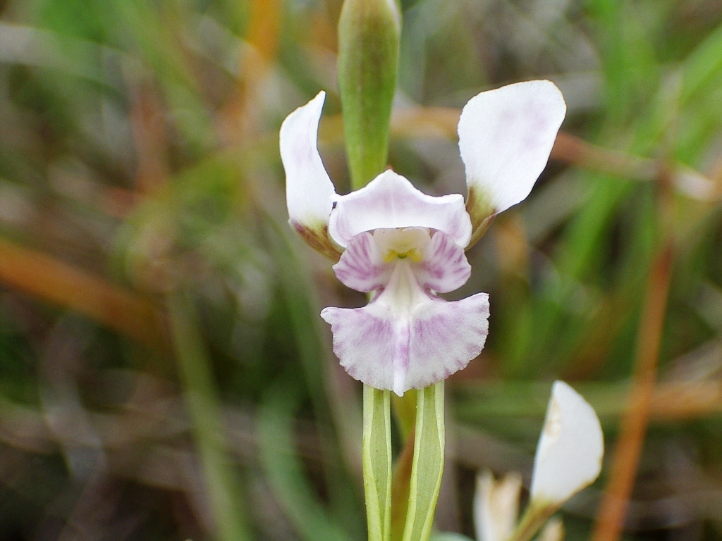 Diuris fragrantissima (hero image)