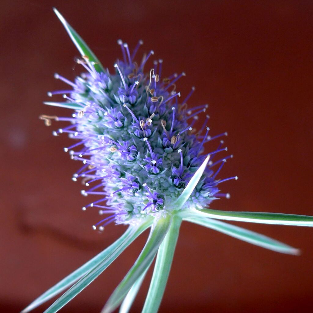 Eryngium paludosum (hero image)