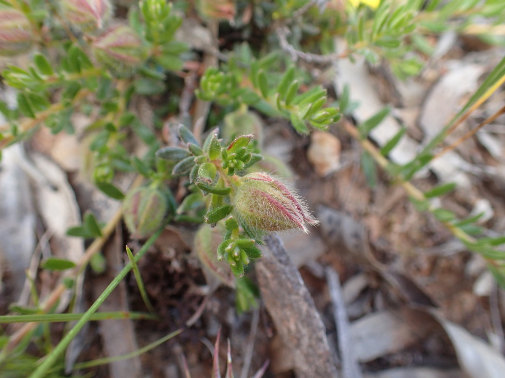 Hibbertia humifusa (hero image)