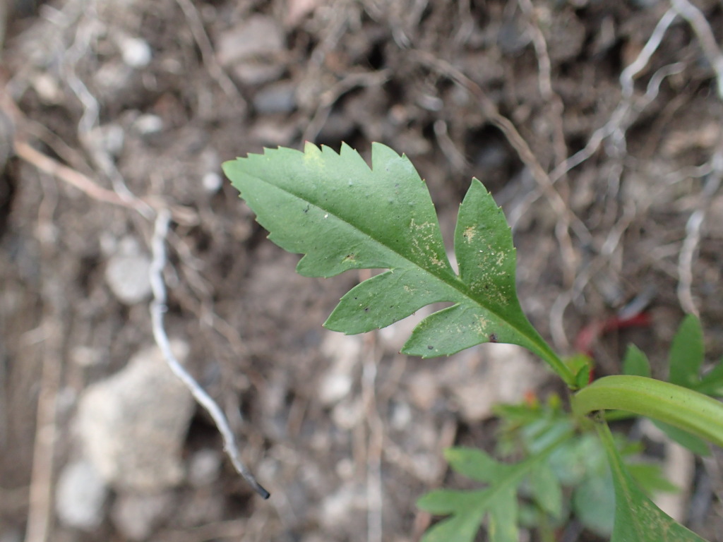 Haloragodendron baeuerlenii (hero image)