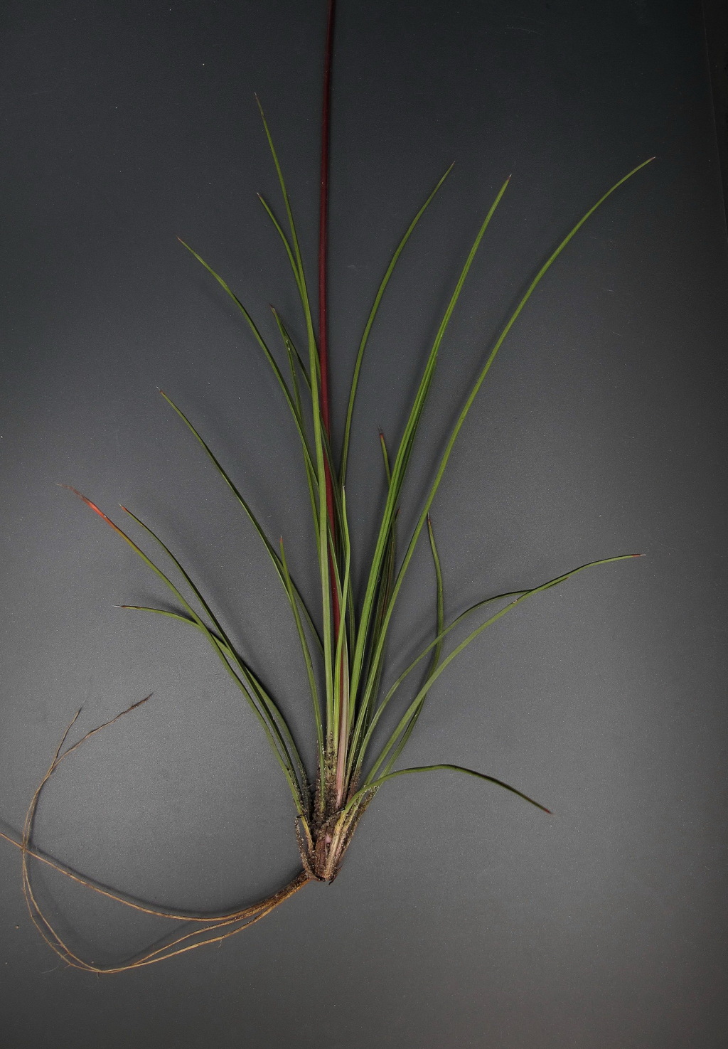 Stylidium graminifolium (hero image)