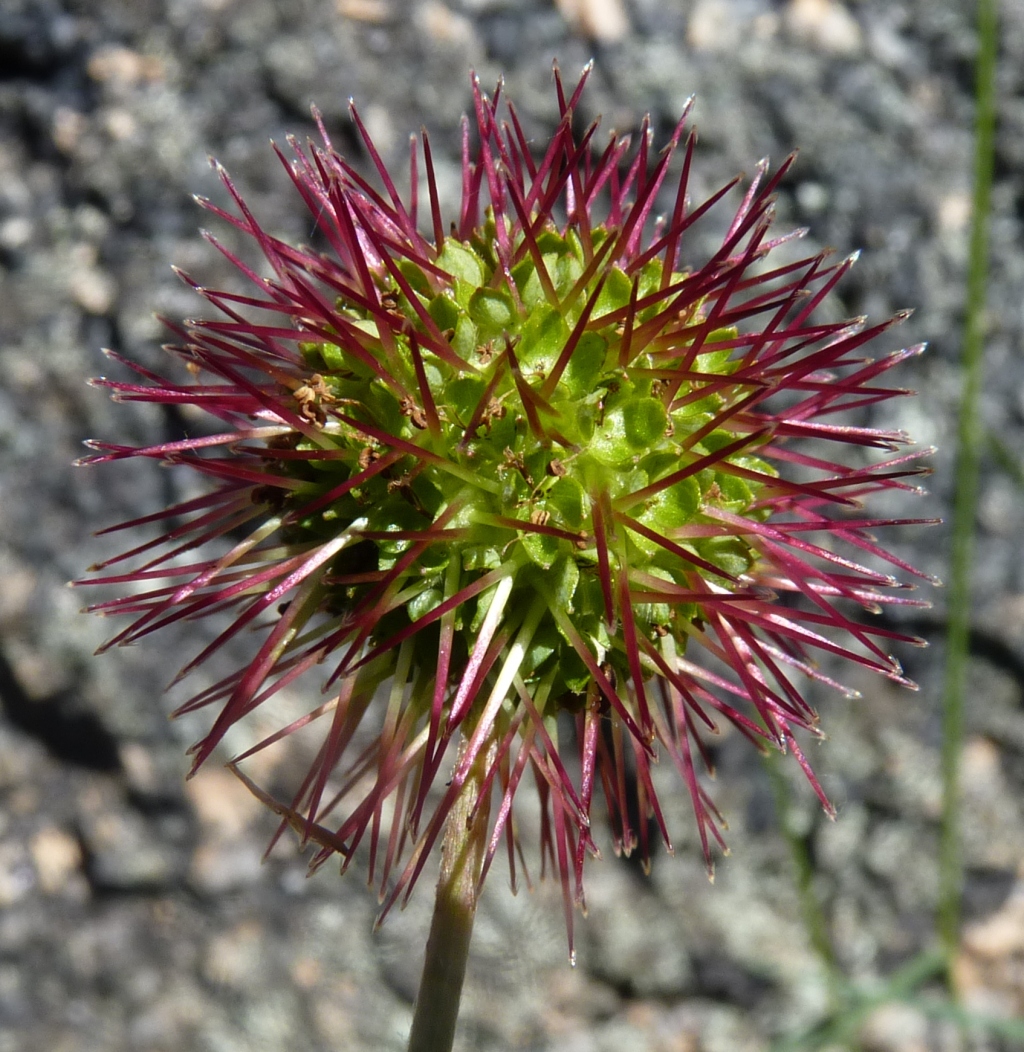 Acaena novae-zelandiae (hero image)