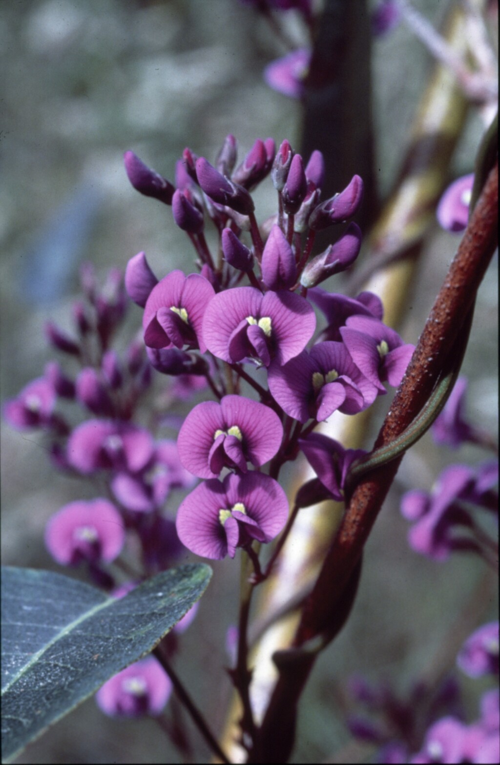 Hardenbergia (hero image)