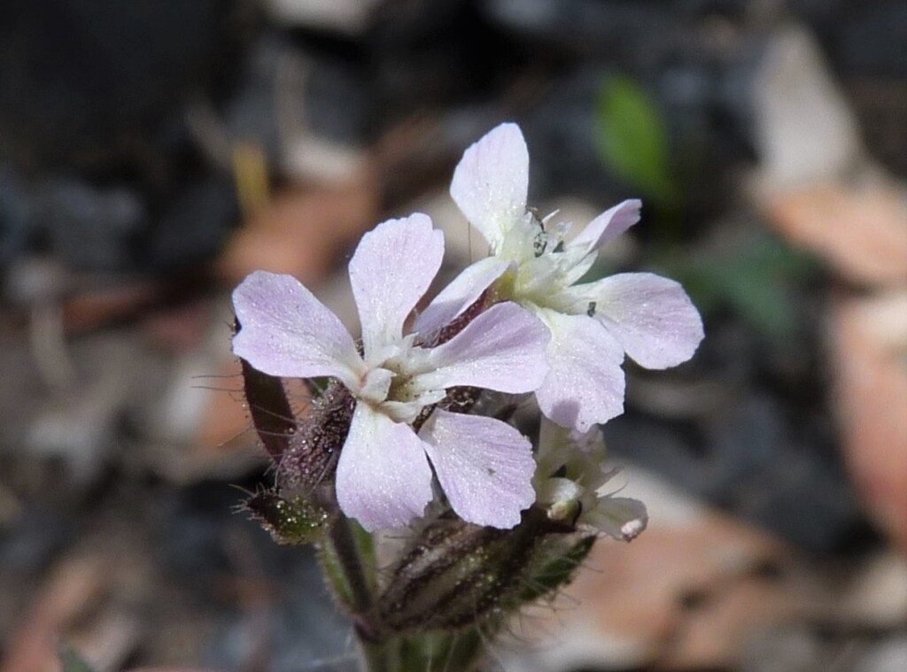 Silene gallica var. gallica (hero image)