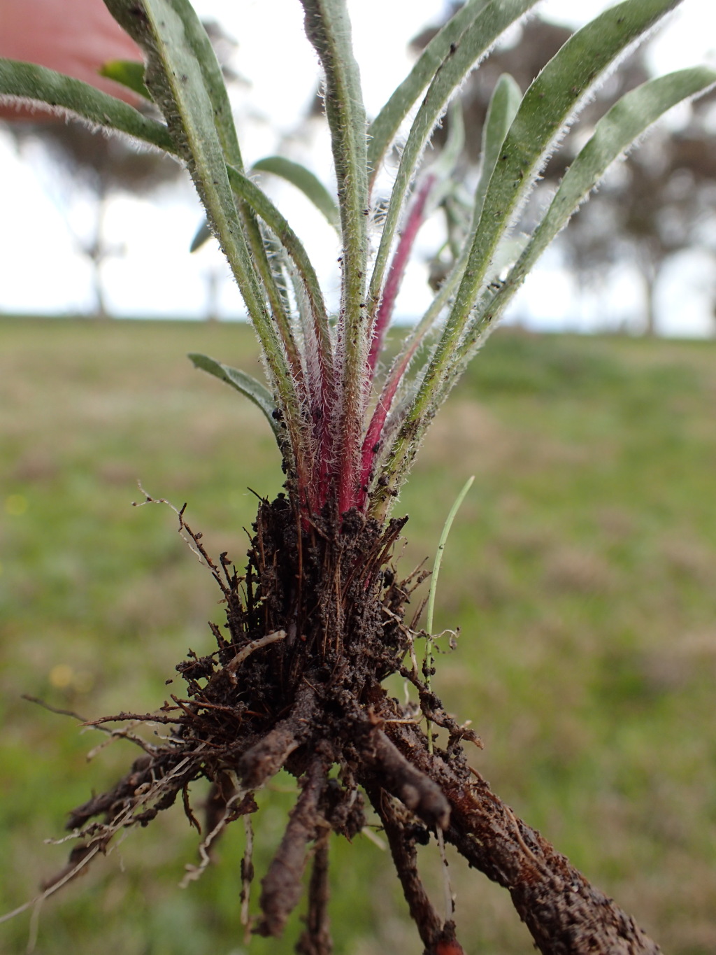 Craspedia basaltica (hero image)