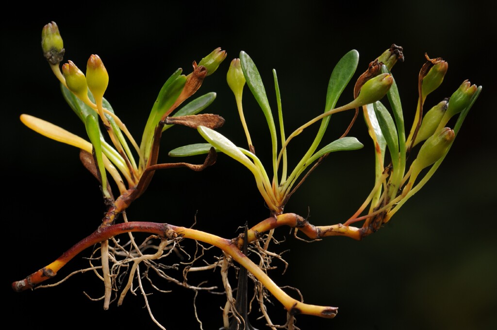 Goodenia radicans (hero image)