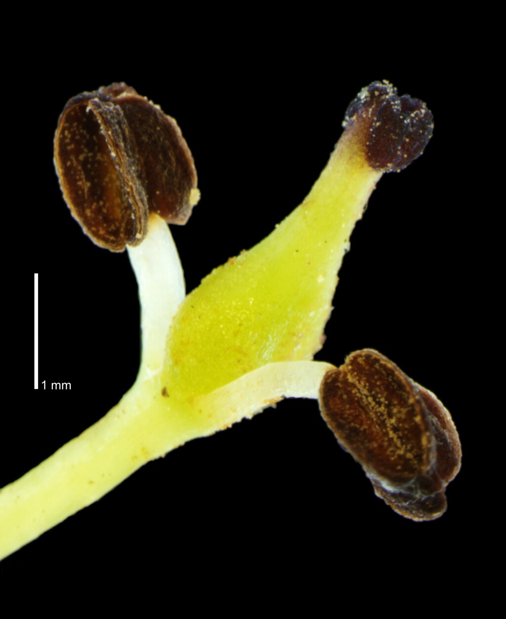 Fraxinus angustifolia (hero image)